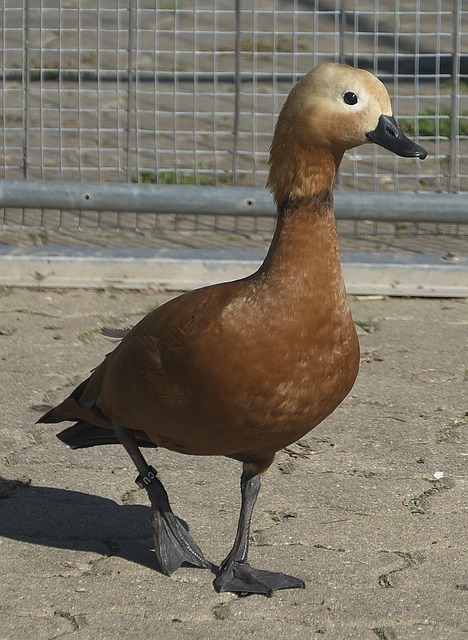较量